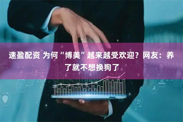 速盈配资 为何“博美”越来越受欢迎？网友：养了就不想换狗了